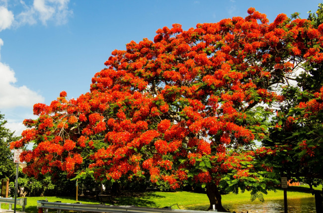 Обои картинки фото цветы, делоникс, королевский, огненное, дерево