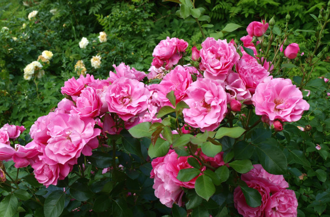 Обои картинки фото цветы, розы, куст