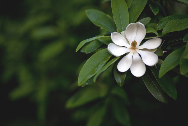 Обои картинки фото цветы, магнолии, белый