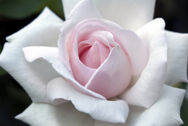 Обои картинки фото цветы, розы, макро