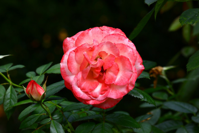 Обои картинки фото цветы, розы, розовый