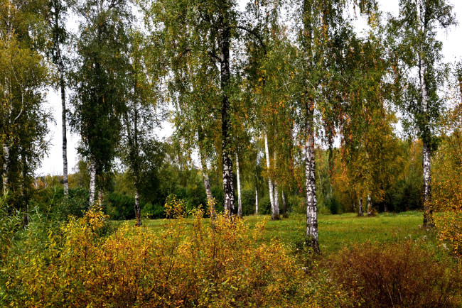 Обои картинки фото природа, деревья, березы