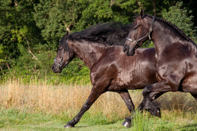 Обои картинки фото животные, лошади, кони, вороной