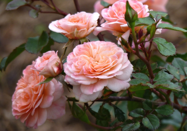 Обои картинки фото цветы, розы, куст