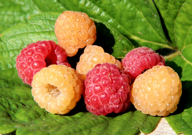 Обои картинки фото еда, малина, ягоды