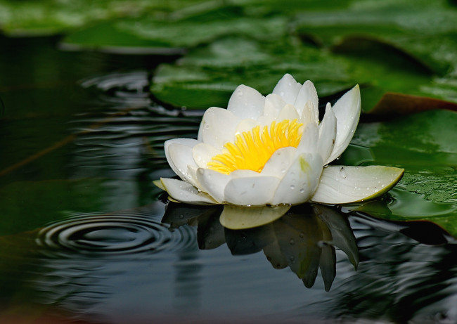 Обои картинки фото цветы, лилии, водяные, нимфеи, кувшинки, белый