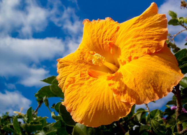 Обои картинки фото цветы, гибискусы, макро