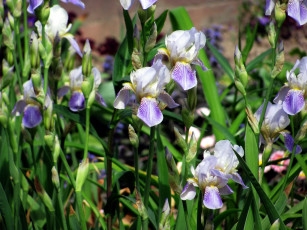 Картинка цветы ирисы касатики