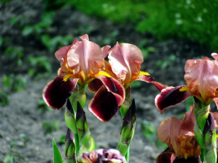 Картинка цветы ирисы касатики