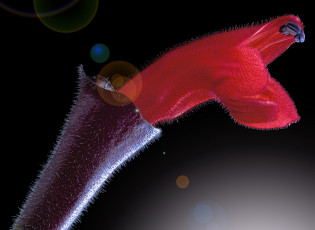 Картинка цветы боке цветок фон черный