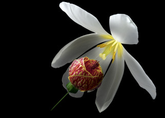 Картинка цветы разные+вместе разные