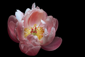 Картинка цветы пионы черный цветок пион фон