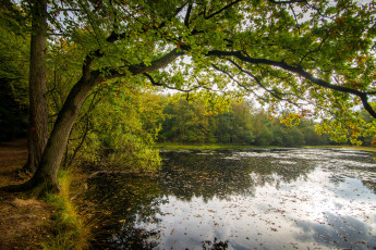 Картинка природа реки озера лес река