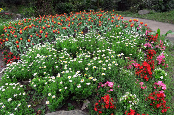 Картинка цветы разные+вместе ромашки тюльпаны клумба бегония