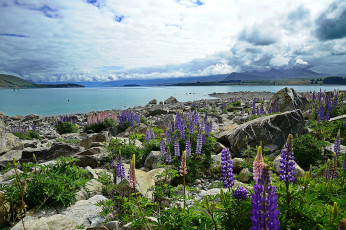 Картинка природа реки озера река лес