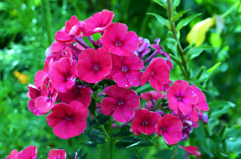 Картинка цветы флоксы розовый