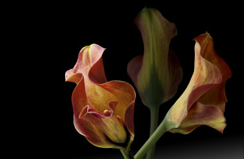 Картинка цветы каллы фон черный