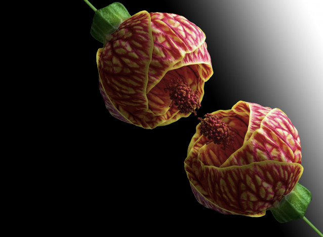 Обои картинки фото цветы, гибискусы, черный, фон