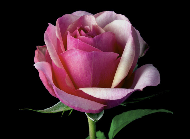 Обои картинки фото цветы, розы, роза, фон