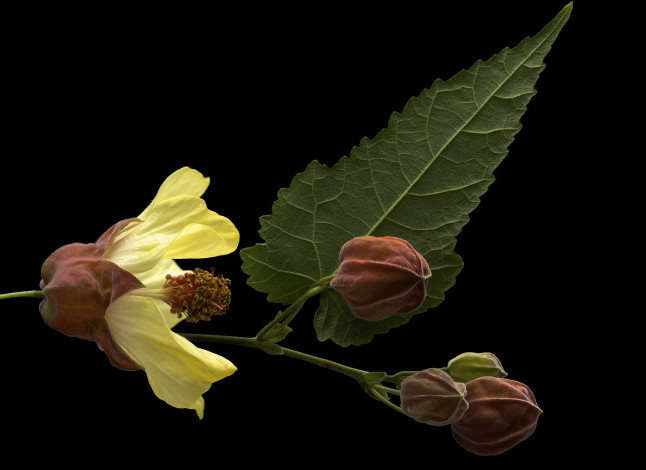 Обои картинки фото цветы, мальвы, фон, чёрный, лист, бутон, цветок