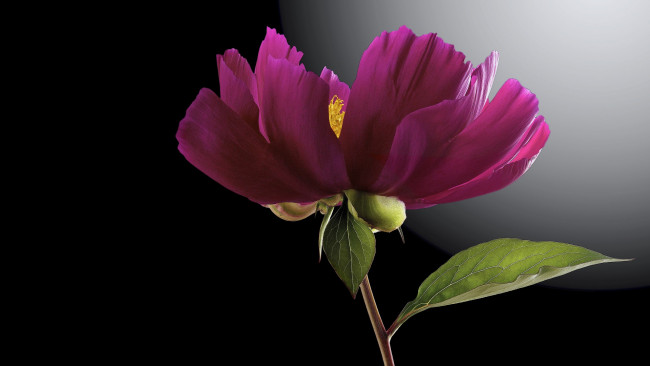 Обои картинки фото цветы, пионы, черный, пион, цветок, фон