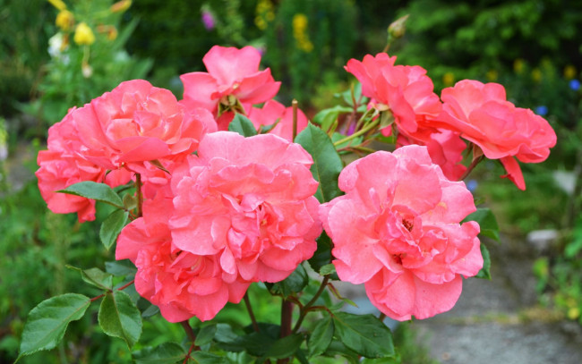 Обои картинки фото цветы, розы, розовый