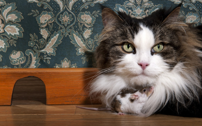 Обои картинки фото животные, разные вместе, кот, кошки, пол, обои, плинтус, морда, взгляд, грызуны, забавно, мило, дырка, лаз, ход, дружба, пятнистая, крыса, серый, кошка