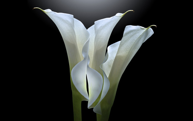 Обои картинки фото цветы, каллы, черный, фон