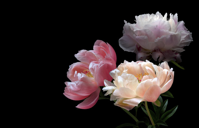 Обои картинки фото цветы, пионы, черный, пион, цветок, фон