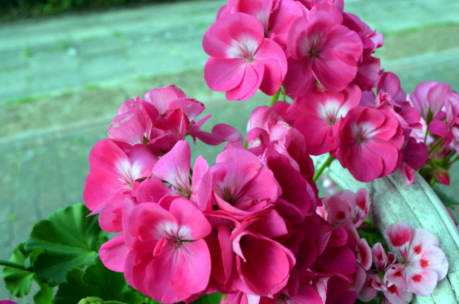 Обои картинки фото цветы, герань, розовый