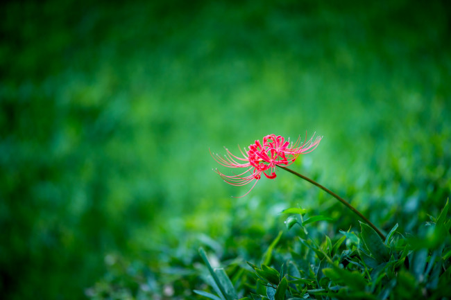 Обои картинки фото цветы, лилии,  лилейники, луг, трава, минимализм, лилия