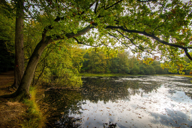 Обои картинки фото природа, реки, озера, лес, река