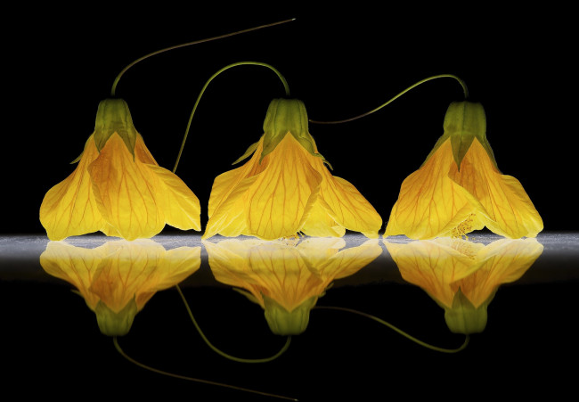 Обои картинки фото цветы, гибискусы, жёлтые, трио