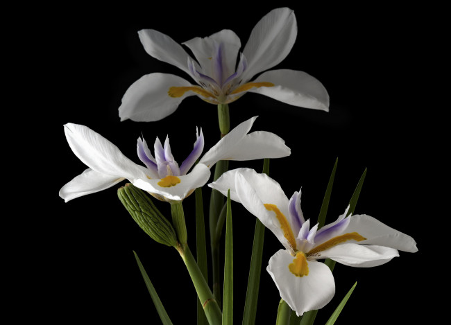 Обои картинки фото цветы, ирисы, фон, черный