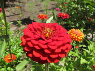 Картинка цинния цветы