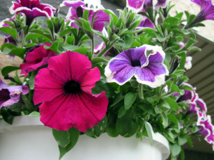 Картинка цветы петунии +калибрахоа розовый лиловый