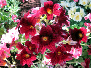 Картинка цветы сальпиглоссис бордовый