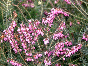 обоя цветы, вереск,  эрики, розовый