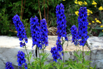 Картинка цветы дельфиниум синий