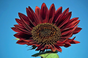 Картинка цветы подсолнухи макро