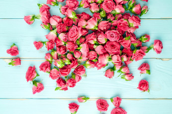 Картинка цветы розы бутоны