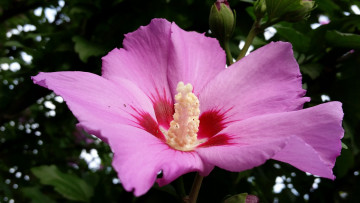 Картинка цветы гибискусы макро