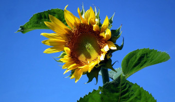 Картинка цветы подсолнухи макро