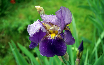 Картинка цветы ирисы макро капли