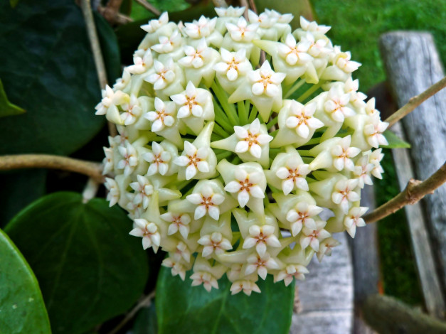 Обои картинки фото цветы, хойя, экзотика