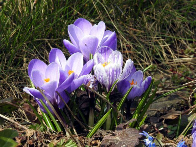 Обои картинки фото цветы, крокусы, первоцветы