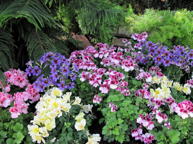 Обои картинки фото цветы, разные вместе, герань, сальпиглоссис, альстромерия