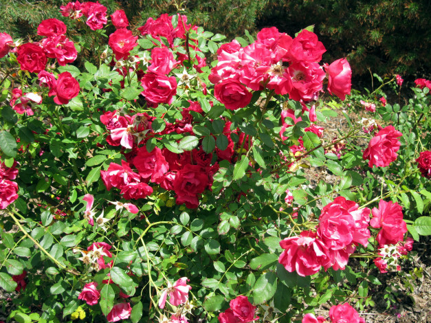 Обои картинки фото цветы, розы, куст