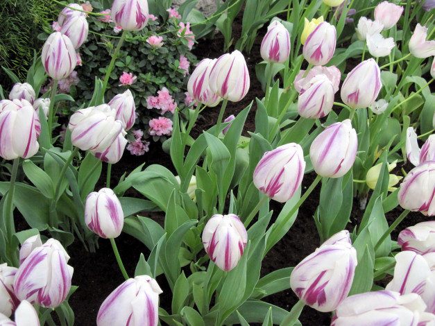 Обои картинки фото цветы, тюльпаны, бутоны