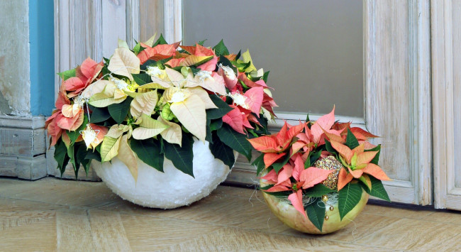 Обои картинки фото цветы, пуансеттия, звезда, рождественская